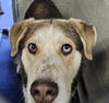 adoptable Dog in Las Vegas, NM named Arlo