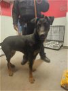 adoptable Dog in , NM named Noodles