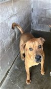 adoptable Dog in , NM named Charlie