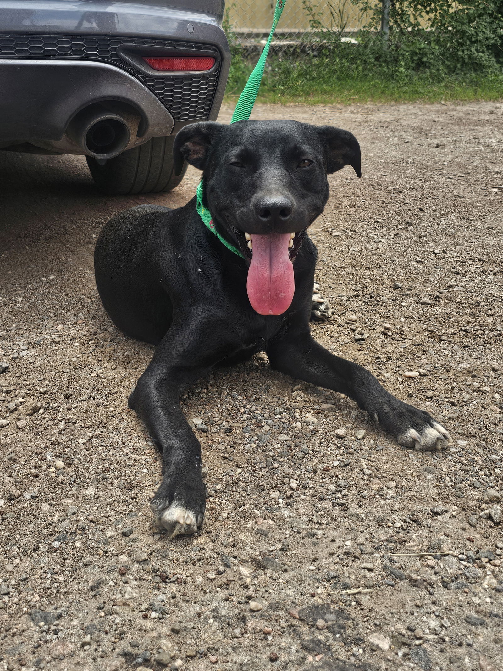 adoptable Dog in Las Vegas, NM named Hank