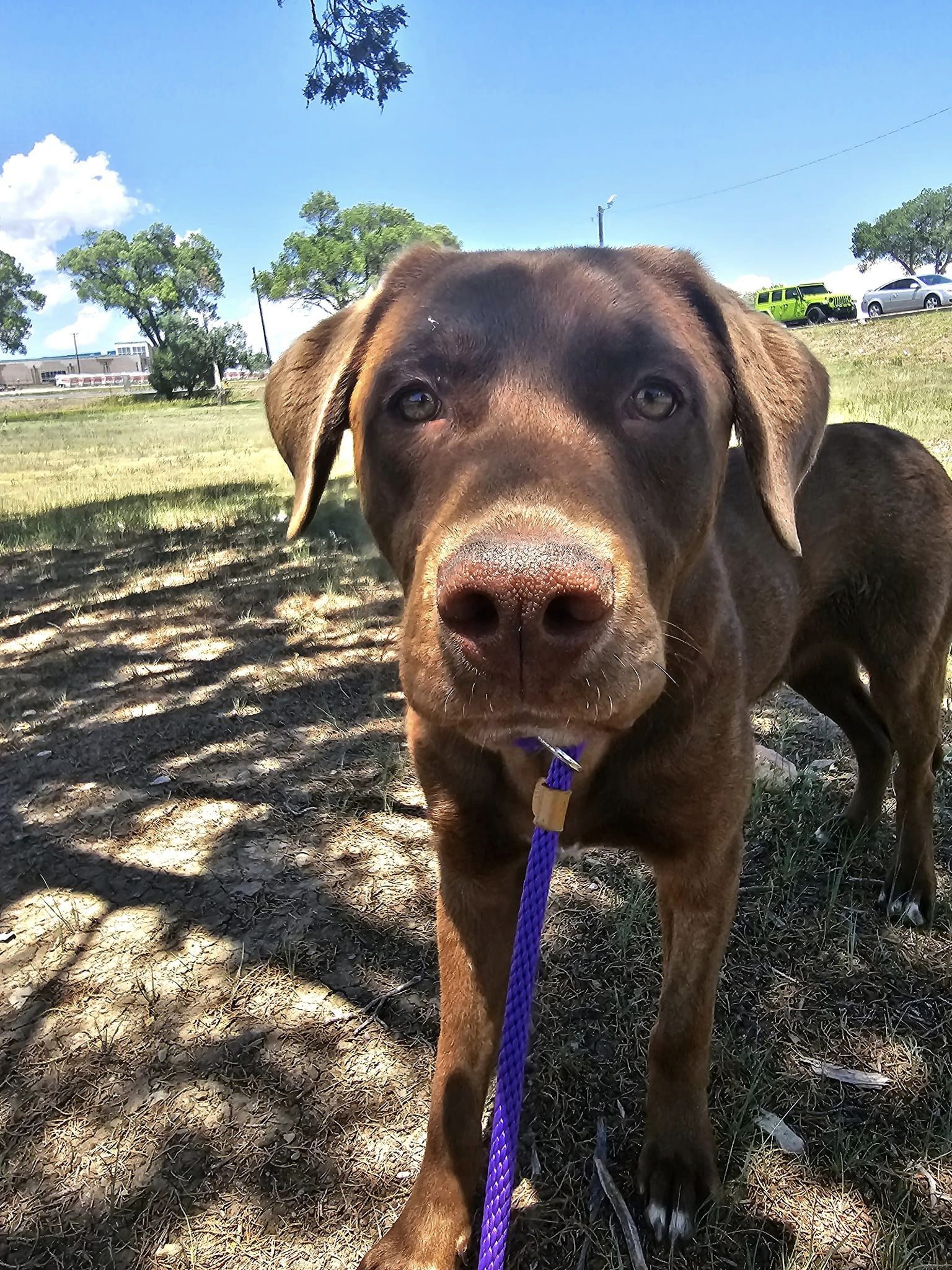 adoptable Dog in Las Vegas, NM named Flapjack