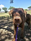 adoptable Dog in , NM named Flapjack