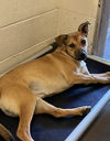 adoptable Dog in Las Vegas, NM named Jessie