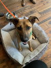 adoptable Dog in , NM named Jakey