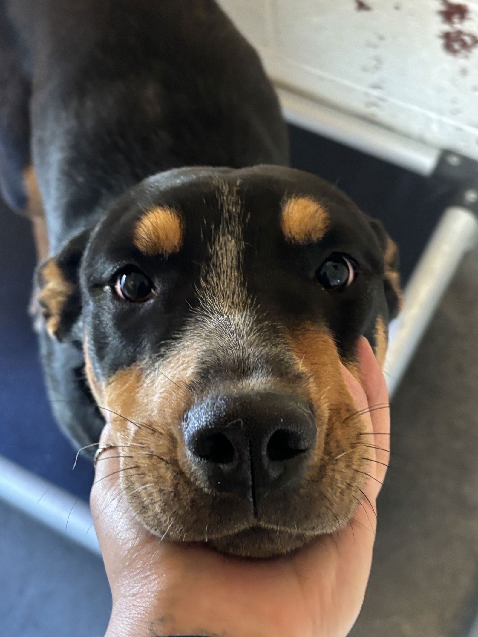 adoptable Dog in Las Vegas, NM named Matilda