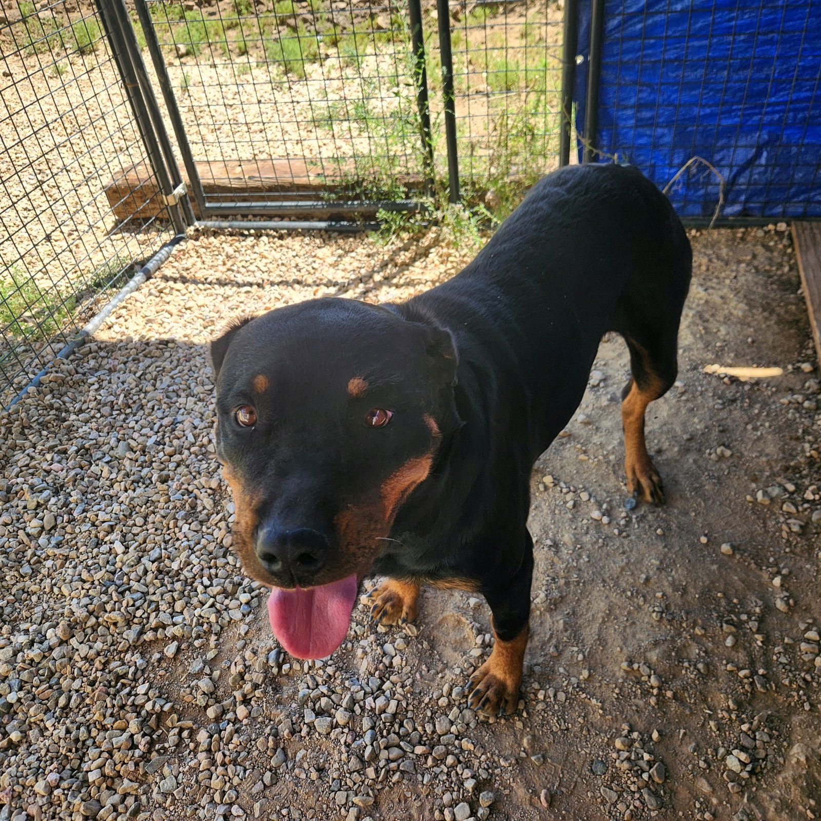 adoptable Dog in Las Vegas, NM named Karlie