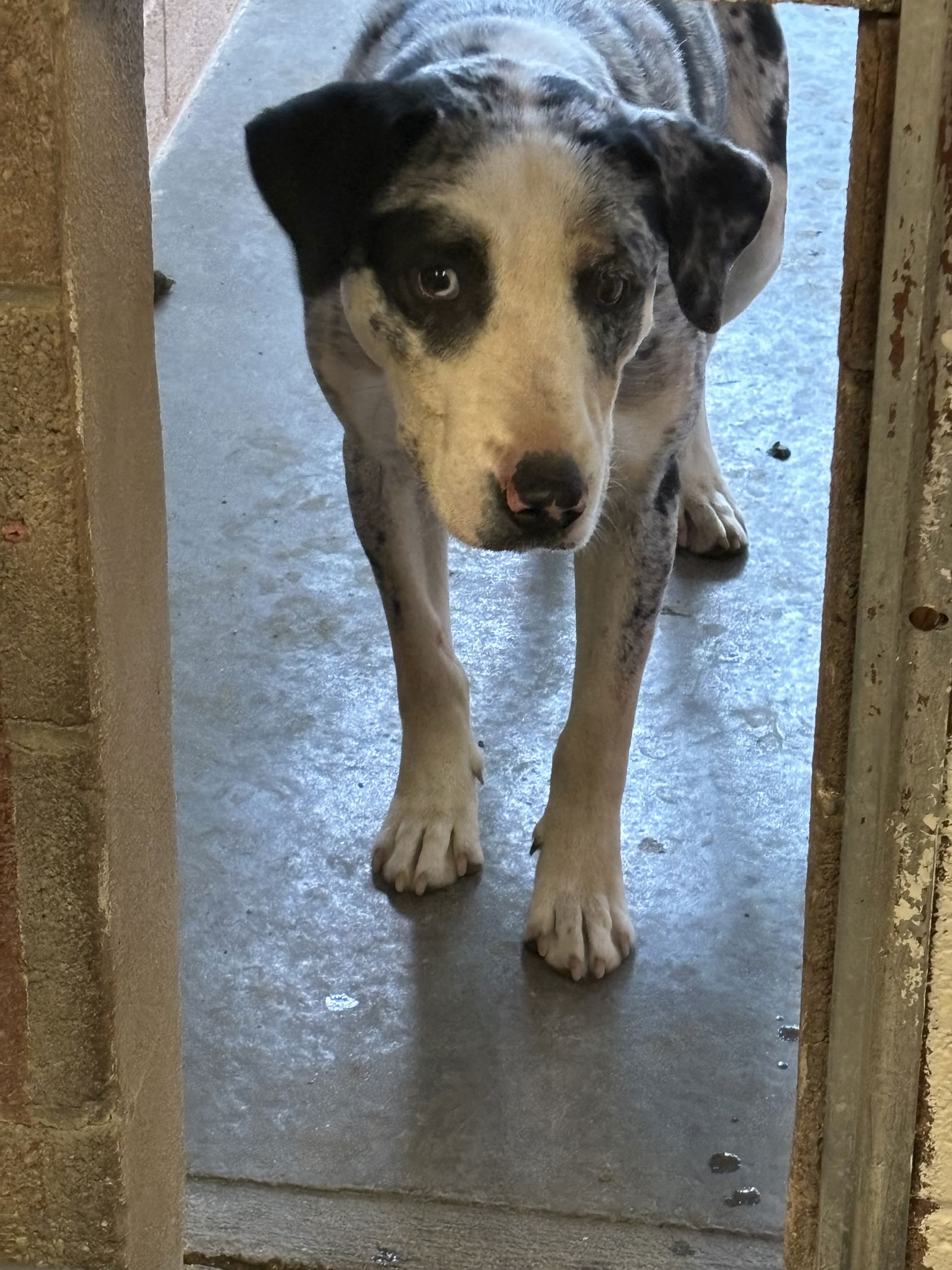 adoptable Dog in Las Vegas, NM named Scooter