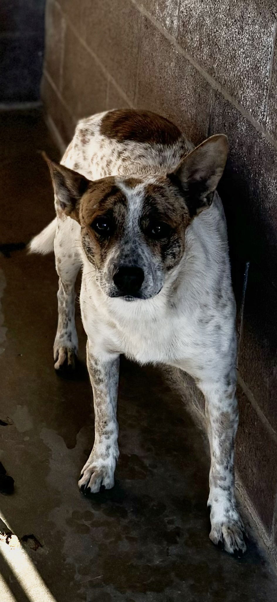 adoptable Dog in Las Vegas, NM named Benson