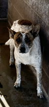 adoptable Dog in , NM named Benson