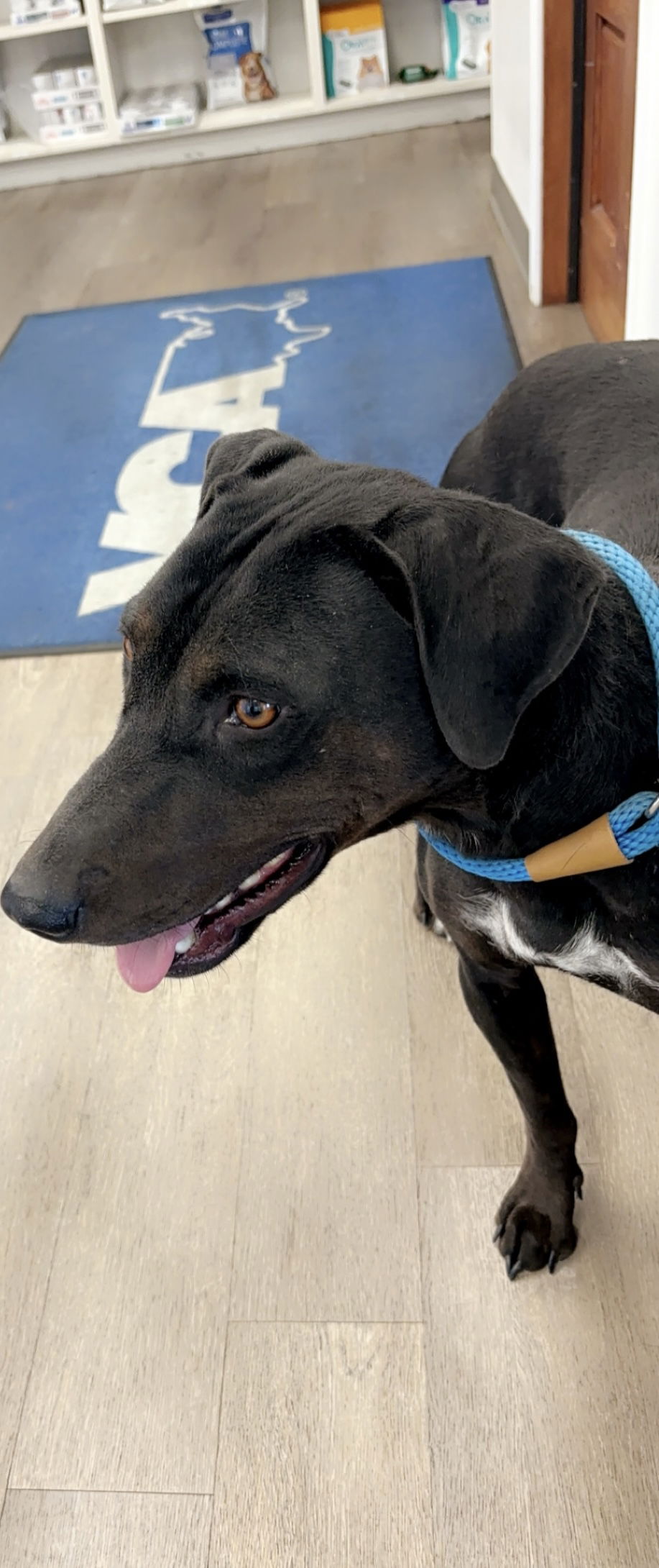 adoptable Dog in Las Vegas, NM named Olivia