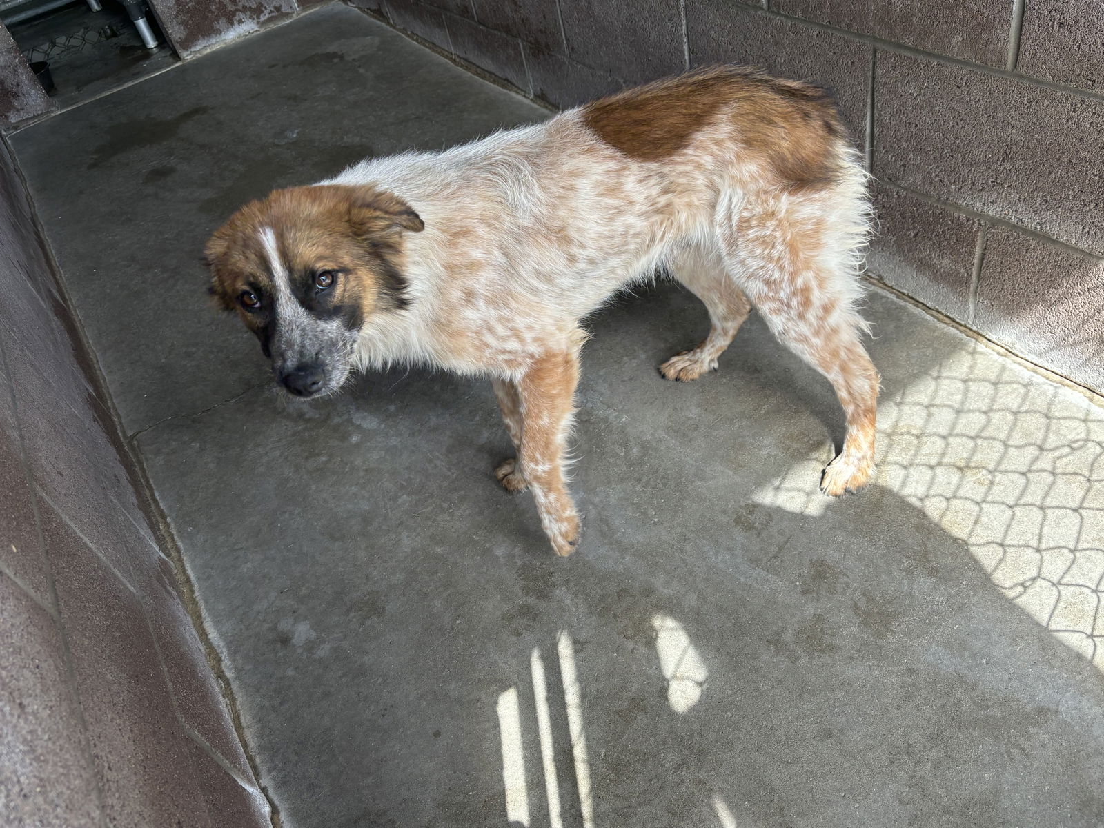 adoptable Dog in Las Vegas, NM named Rusty