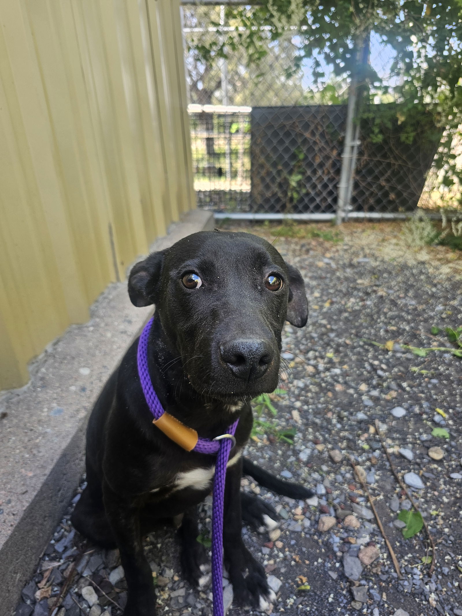 adoptable Dog in Las Vegas, NM named Little Creek