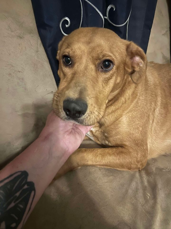 adoptable Dog in Las Vegas, NM named Daysi