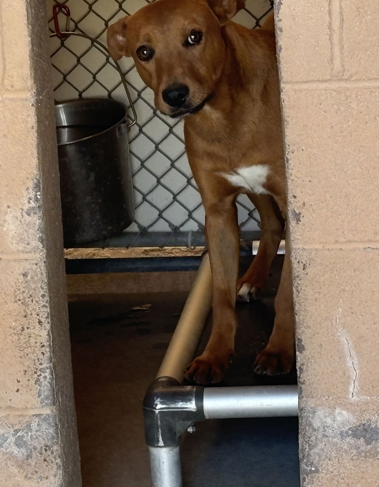 adoptable Dog in Las Vegas, NM named Spirit