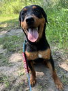 adoptable Dog in  named Fiona