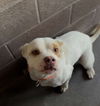 adoptable Dog in  named Denver