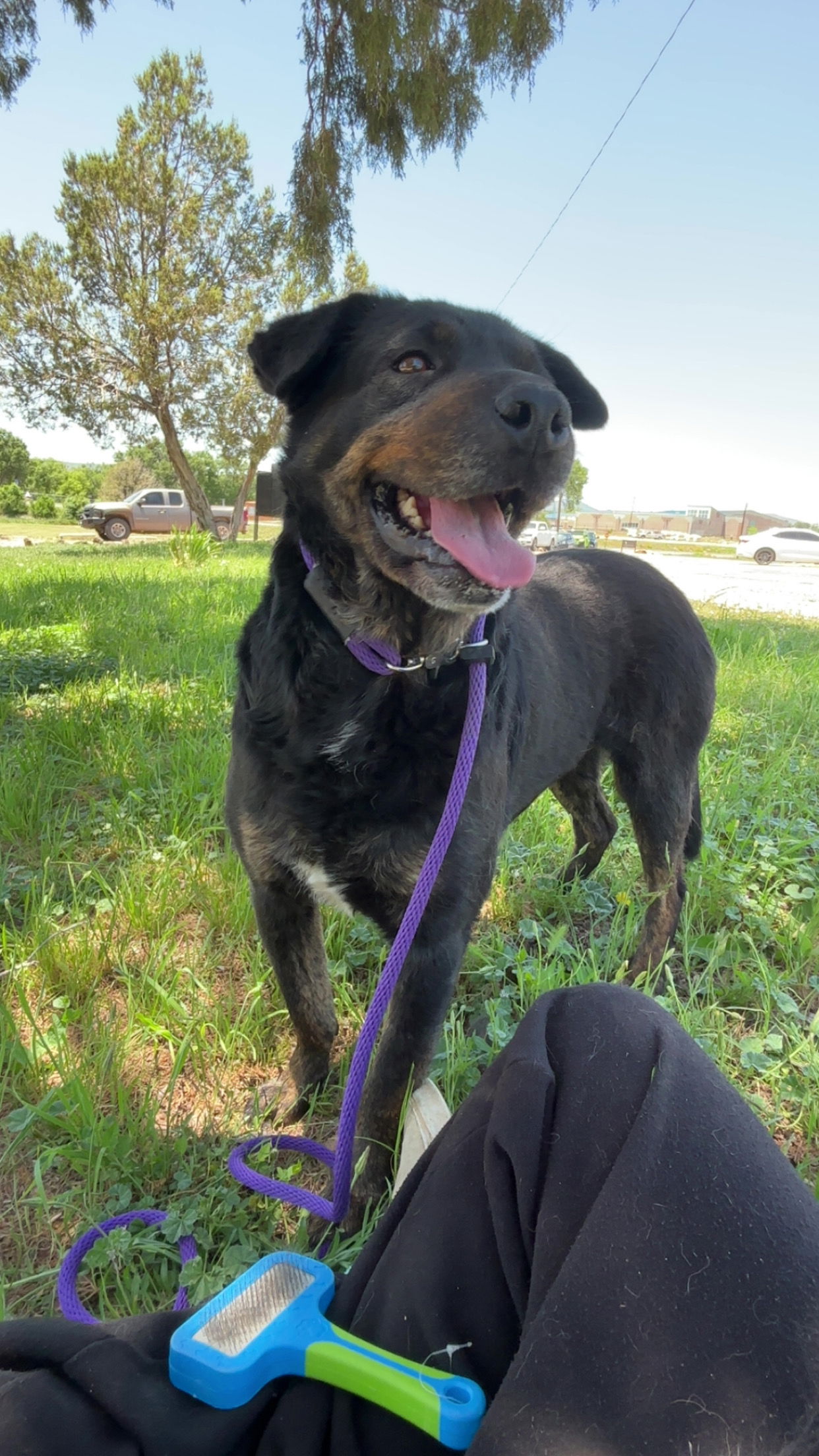 adoptable Dog in Las Vegas, NM named Dakota