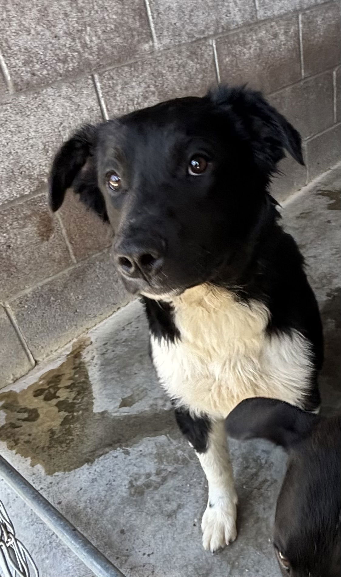 adoptable Dog in Las Vegas, NM named Chandler