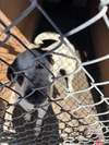 adoptable Dog in  named Boone