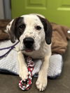 adoptable Dog in , NM named Boone