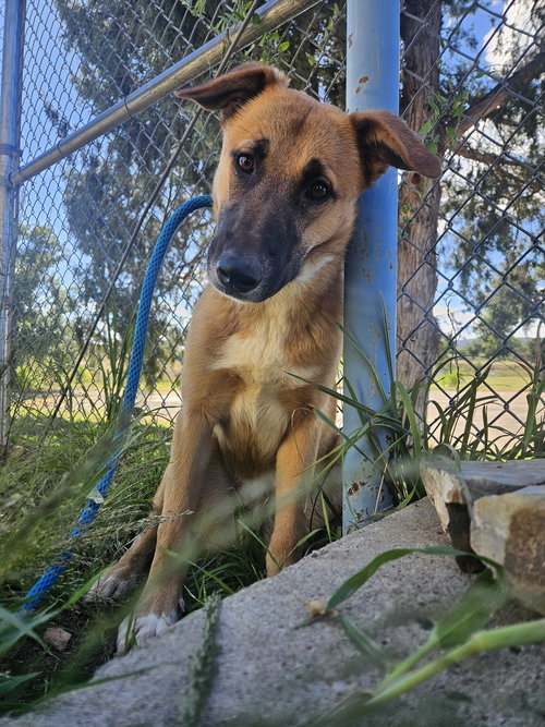 picture of the dog needing adoption
