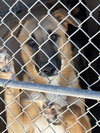 Priscilla - Photo 10