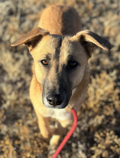 picture of the dog needing adoption