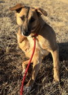 Priscilla - Photo 2