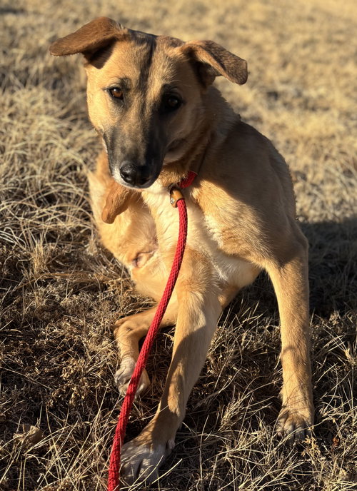 PRISCILLA - Shepherd available for adoption