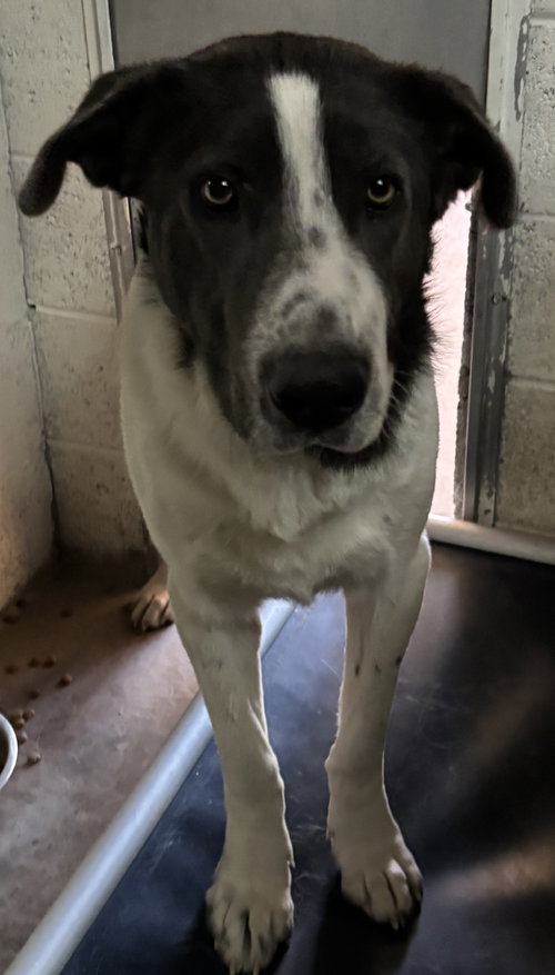 picture of the dog needing adoption
