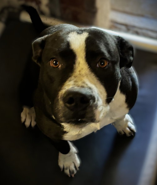 animal-image