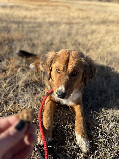 picture of the dog needing adoption