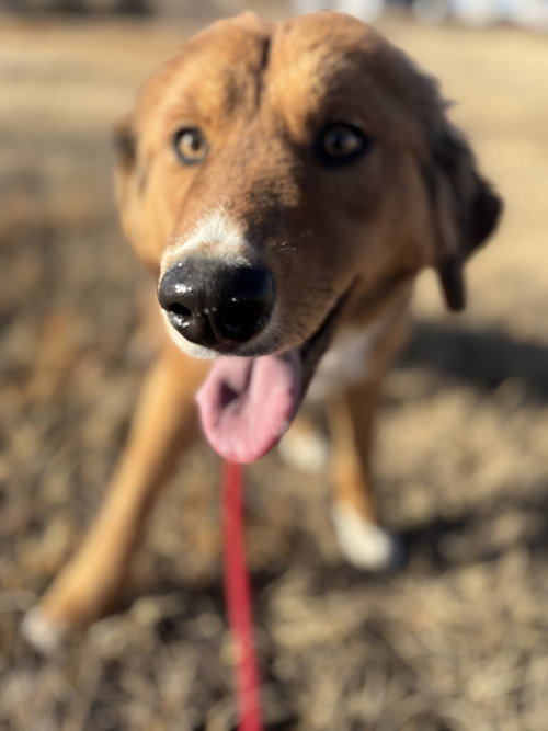 HOOBA - Shepherd available for adoption