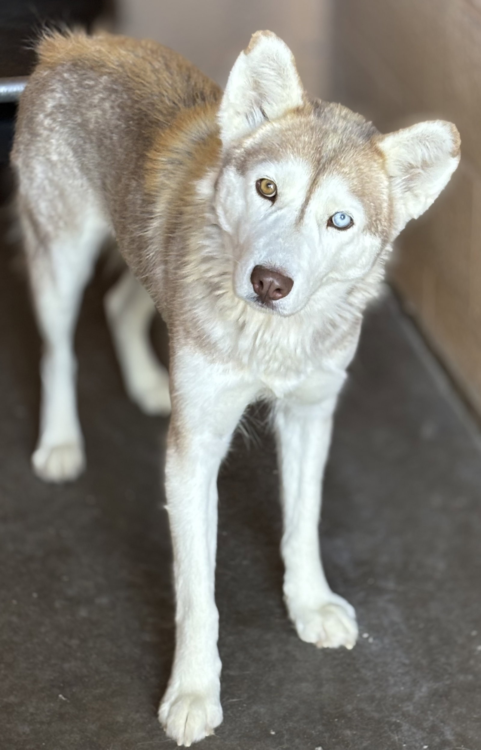 Sakari