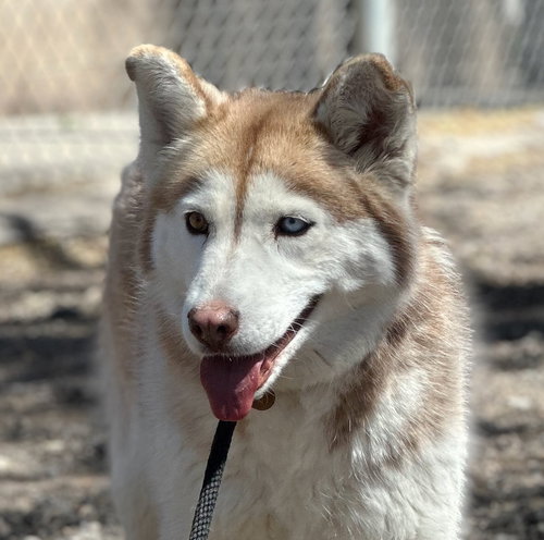 SAKARI - Husky available for adoption