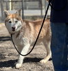 Sakari - Photo 4