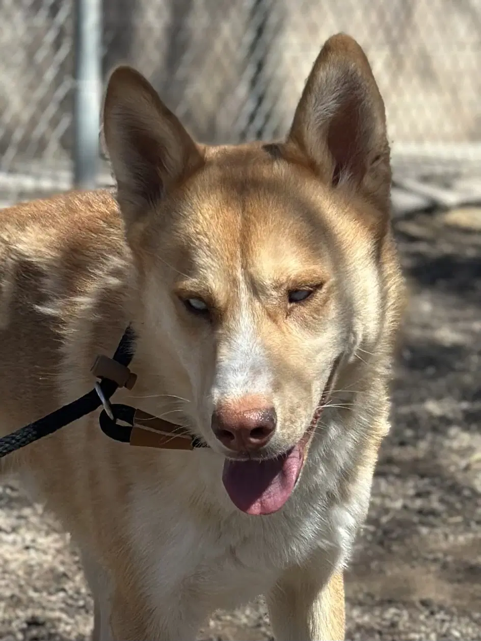 Valkyrie - Husky
