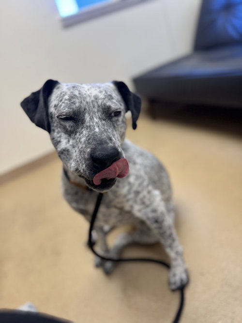 picture of the dog needing adoption