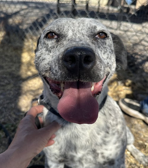 Loosa, an adoptable Australian Cattle Dog in Las Vegas, NM