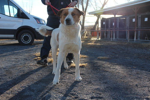 picture of the dog needing adoption