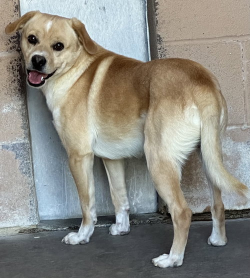 Marshall, an adoptable Chihuahua in Las Vegas, NM