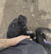 Ziggy - Photo 5