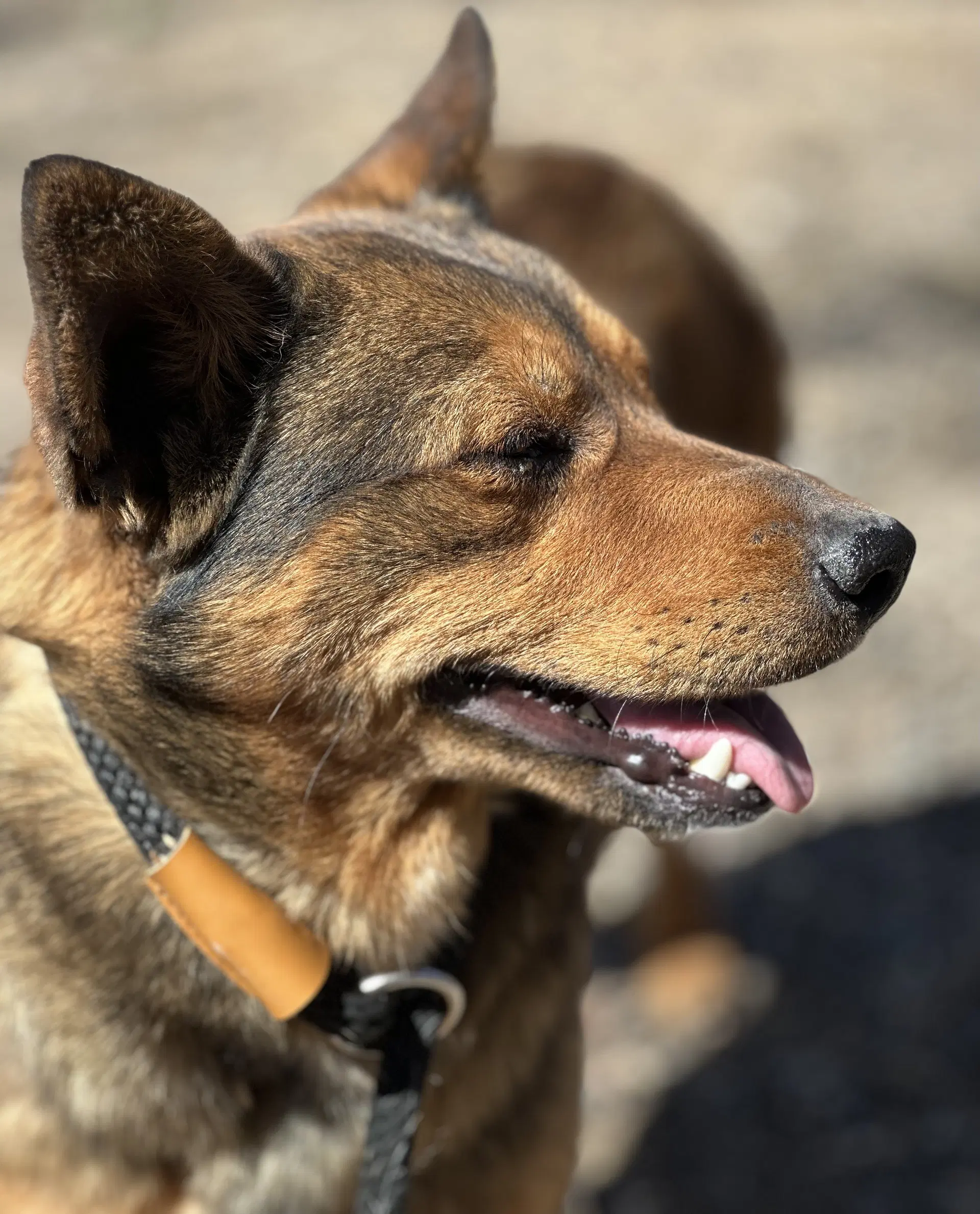 Nikki - German Shepherd Dog