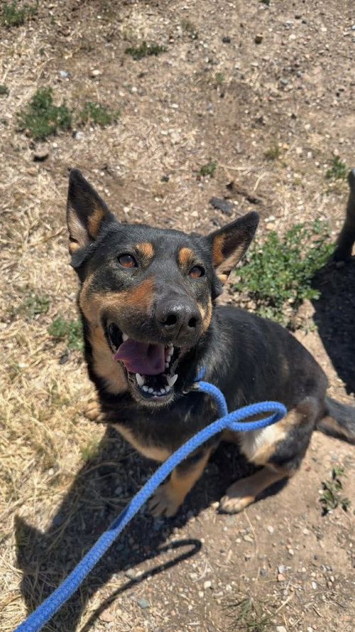 Wasabi, an adoptable German Shepherd Dog in Las Vegas, NM