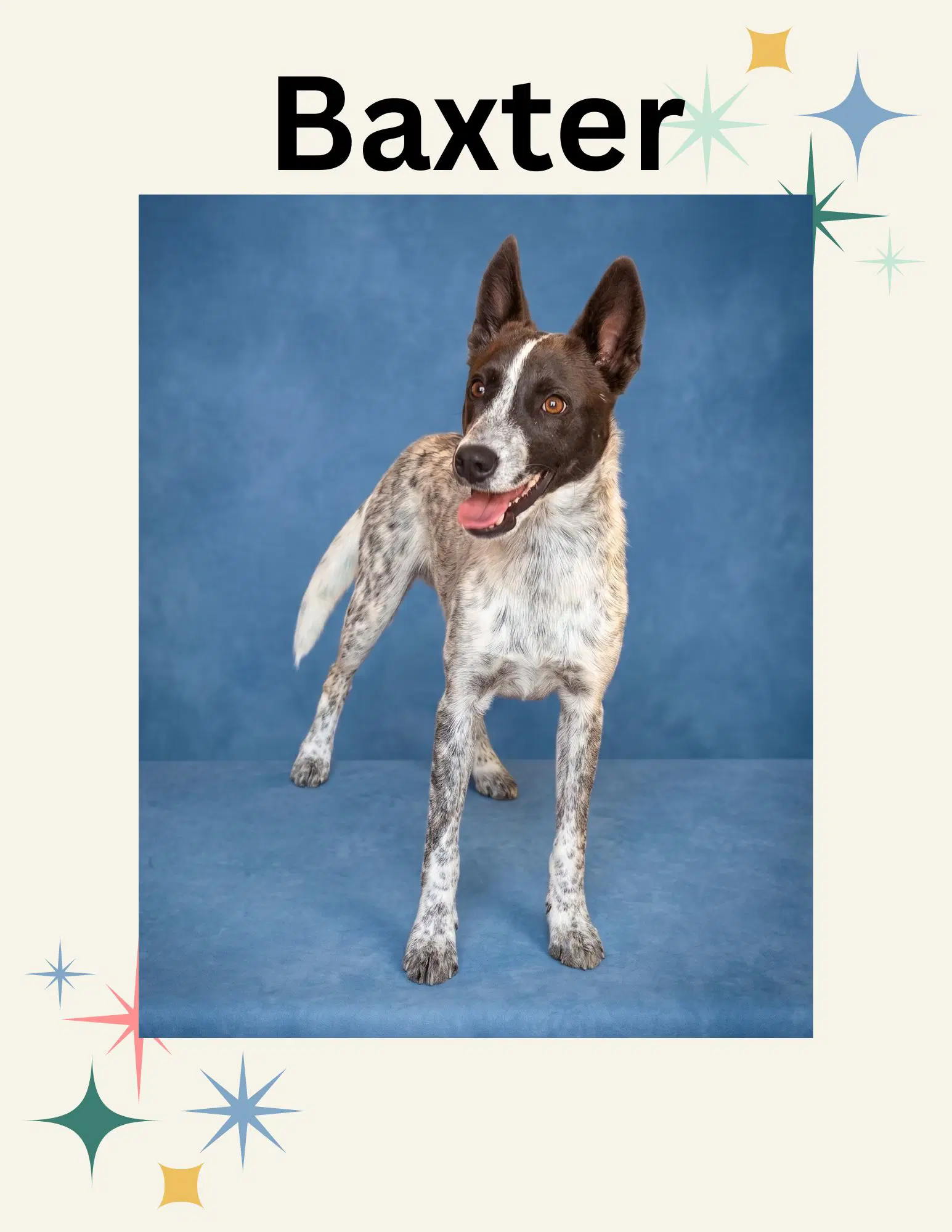 Baxter - Australian Cattle Dog/Blue Heeler