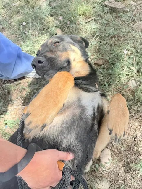 Wasabi - German Shepherd Dog