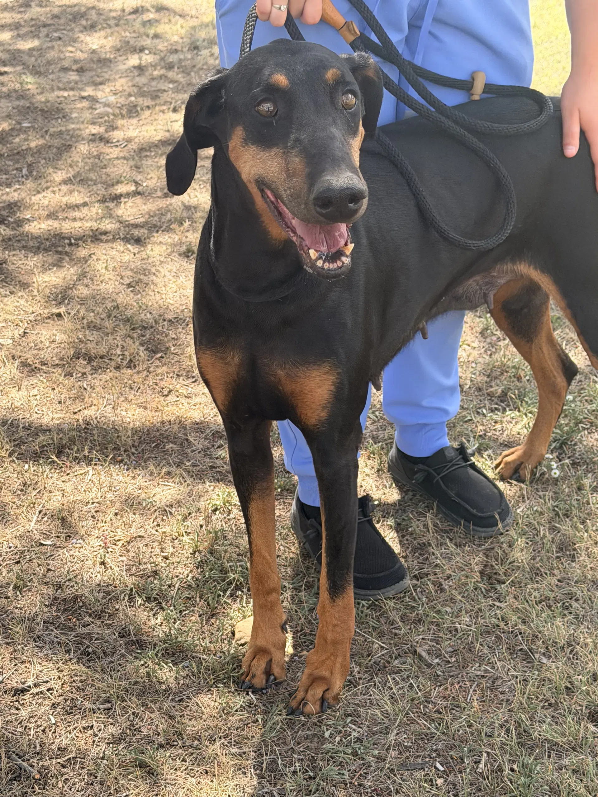 Cleo - Doberman Pinscher