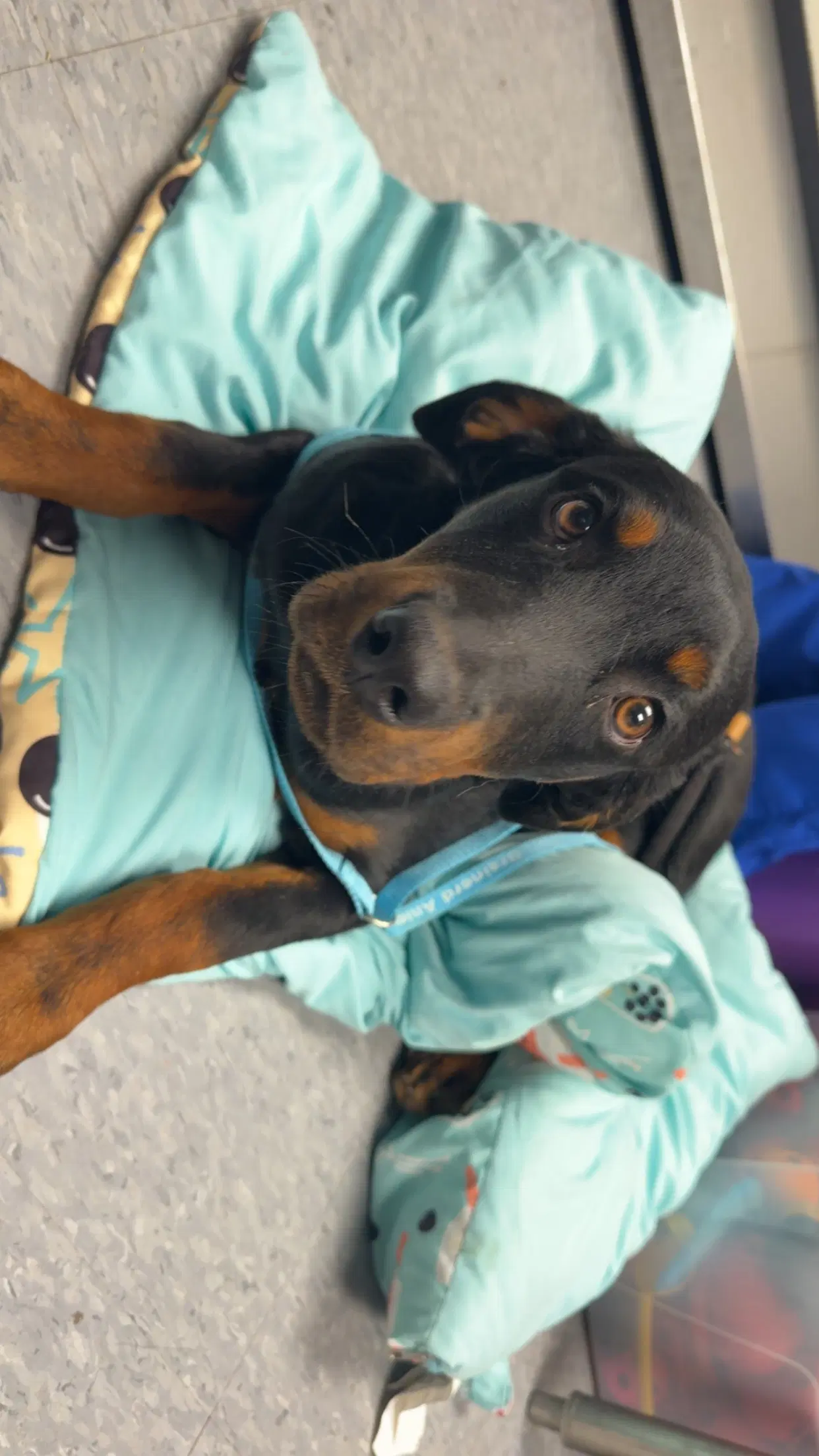 Dottie - Rottweiler