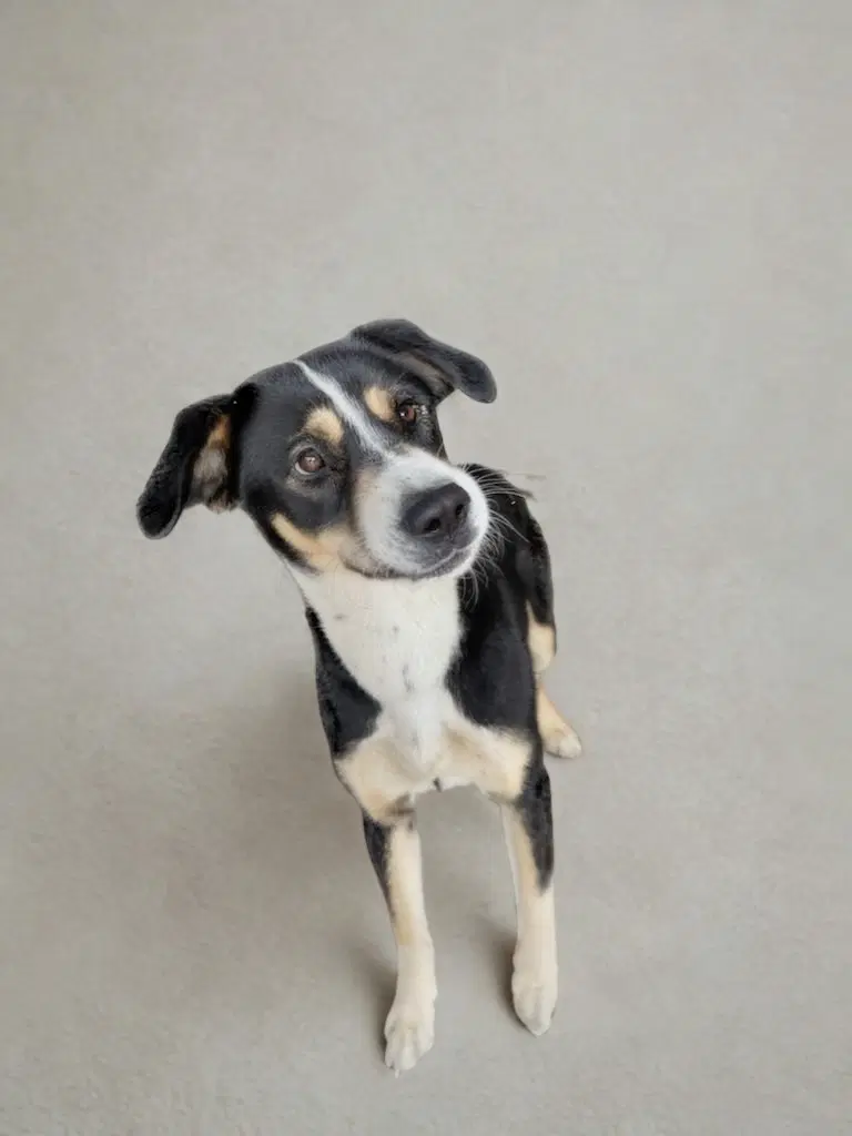 Gopher - Border Collie