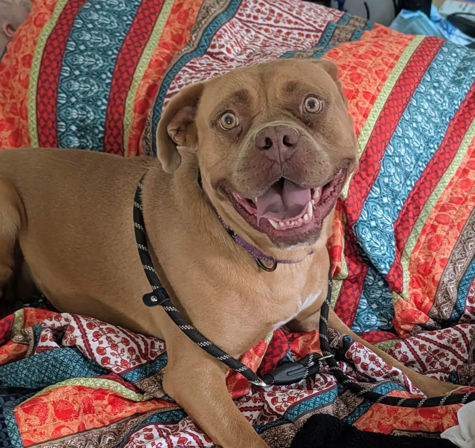 Allison - Boxer